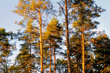 beautiful evening forest