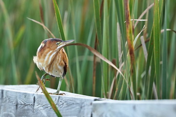 Least bittern (Ixobrychus exilis)