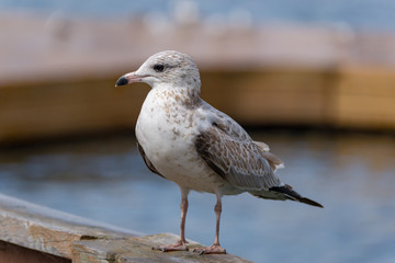 Sea Gull