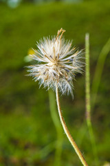 dandelion spores macro