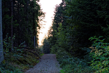 Fototapeta premium evening road in the autumn forest