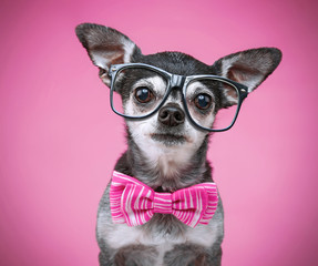 cute chihuahua with a bow tie and reading glasses on isolated on a pink background