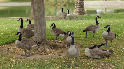Fototapeta premium geese
