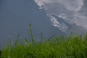 Obraz premium 水辺