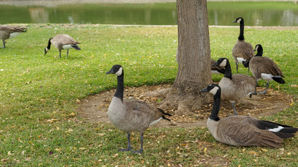 geese