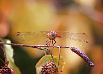 beautiful dragonfly resting on a branch on a hot summer day