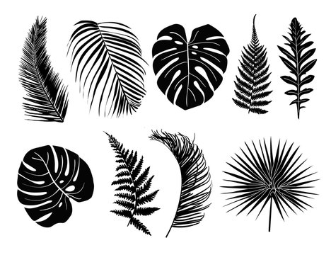 Tropical leaves collection set. Decorative plant elements from the jungle isolated on the white background.
