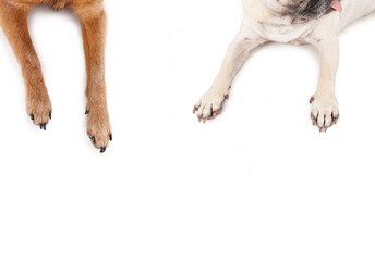 top view of a pug and chihuahua sprawled out on an isolated white background © annette shaff