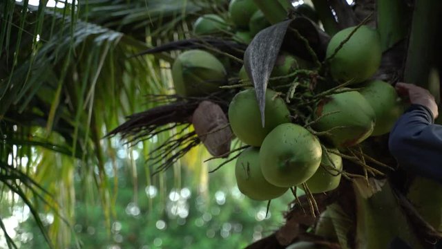Cutting down coconut fruit from a palm tree