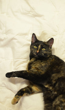 schildpattkatze