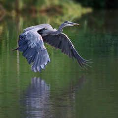 fair swing ride at dusbeautiful great blue heron flying across a calm pondk toned with a retro vintage instagram filter