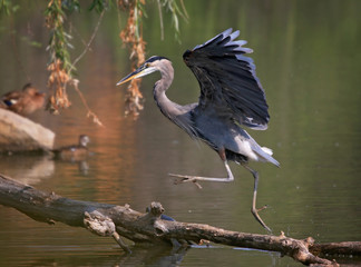 great blue heron jumping on a log in a pond on a hot summer day