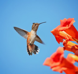 cute rufous of calliope hummingbird flying in front of a trumpet vine drinking nectar on a hot summer day