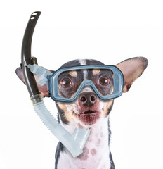 cute chihuahua rat terrier mix isolated on a white background with a diving scuba mask and snorkel