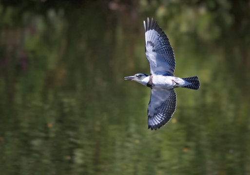belted kingfisher flying over water searching for a fish