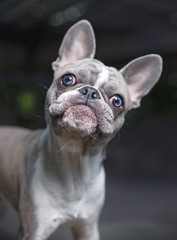 cute french bulldog puppy looking up past the camera