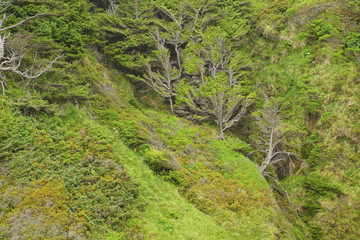 Intense green covers steep slopes