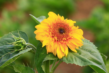 Sunflower grow in the wild