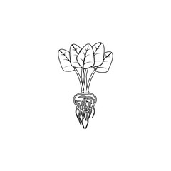 radish icon in outline style. One of roots collection icon can be used for UI, UX