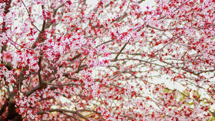 sacramento flowers