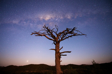 Starry Sky with moon illuminating tree