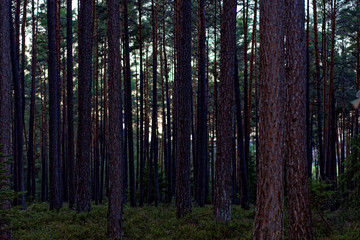 beautiful evening forest