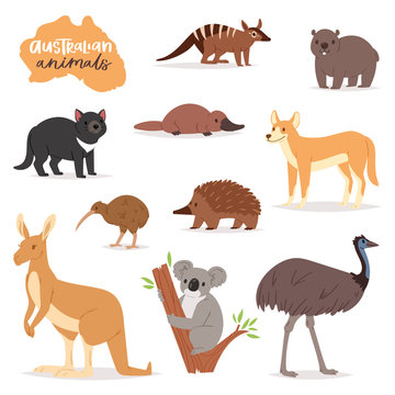 Australian animals vector animalistic character in wildlife Australia kangaroo koala and platypus illustration set of cartoon wild wombat and emu isolated on white background