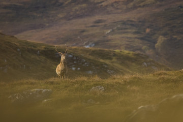 Male red deer stag in the Scottish Highlands