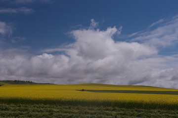 canola farm australian outback