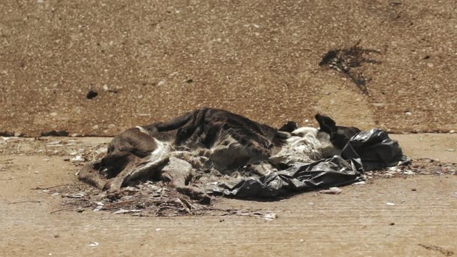 Dead dog's carcass layig i an opn ended blak refuse bag on the side in a storm water canal