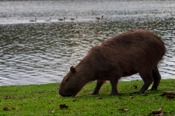 capivara