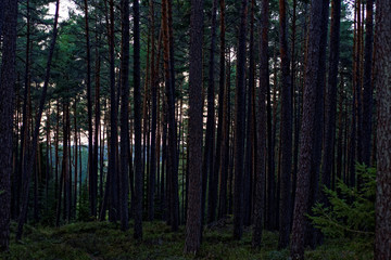 beautiful evening forest