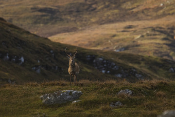 Fototapeta na wymiar Male red deer stag in the Scottish Highlands