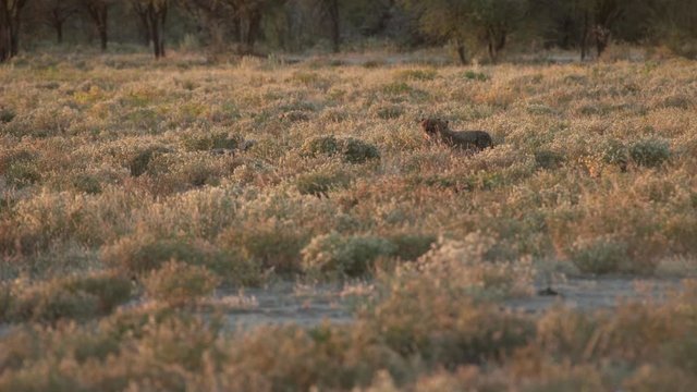 ferocious cheetah cubs wandering around murderously in deep grass of grassland savanna