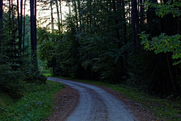 evening road in the autumn forest