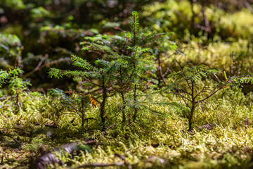 Plants in the Great Smoky Mountains from Alum Cave trailhead to Mount Le Conte