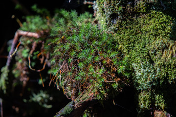 Plants in the Great Smoky Mountains from Alum Cave trailhead to Mount Le Conte