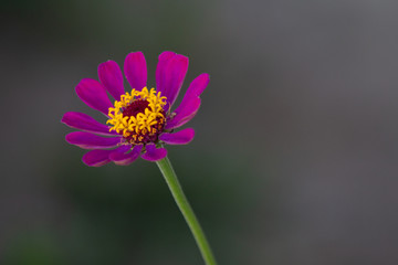 Fototapeta premium flor da primavera 