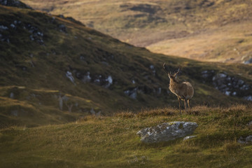 Fototapeta premium Male red deer stag in the Scottish Highlands
