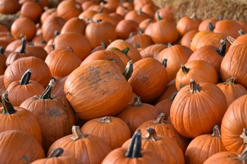 Pumpkins Galore