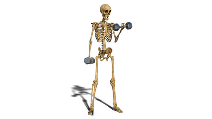 Funny skeleton exercising with dumbbells, human skeleton lifting weights on white background, 3D rendering
