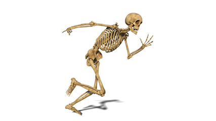 Funny skeleton running, human skeleton exercising on white background, 3D rendering