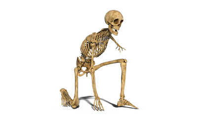 Skeleton kneeling, human skeleton on one knee isolated on white background, 3D rendering