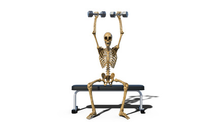 Funny skeleton lifting weights on bench, human skeleton exercising on white background, front view, 3D rendering