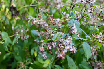 Plants in the Great Smoky Mountains from Alum Cave trailhead to Mount Le Conte