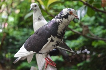 New York, New York, USA: Closeup of a rock pigeon (Columba livia) in a park in midtown Manhattan, New York City. Feral pigeons vary greatly in color and pattern.