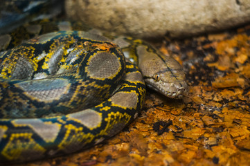Snake at the reptile park in Mexico