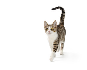 Active Young Cat Walking Forward With Copy Space