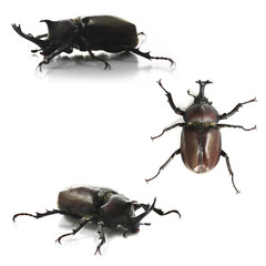 Japanese rhinoceros beetle