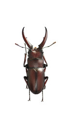 stag beetle on a white background